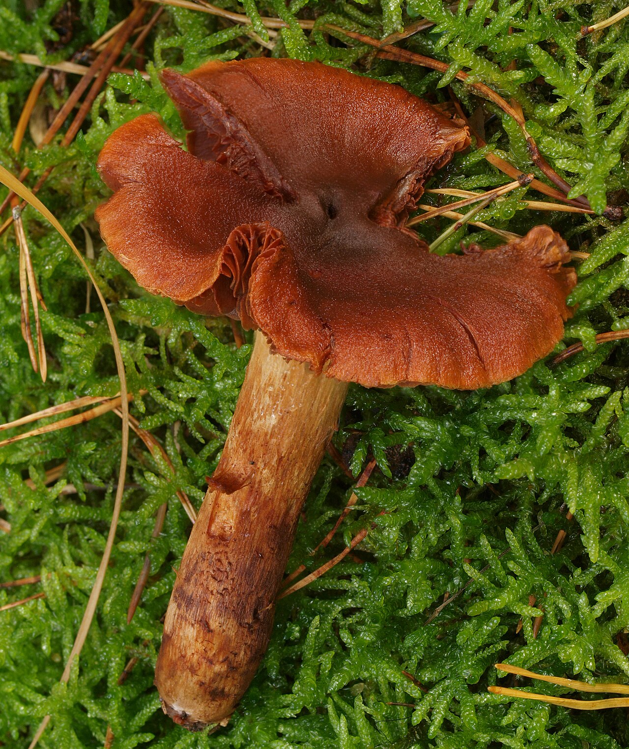 Fool’s webcap – Cortinarius orellanus