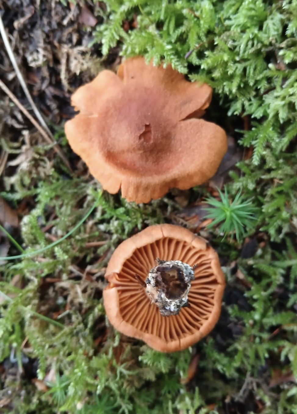 Deadly webcap – Cortinarius rubellus