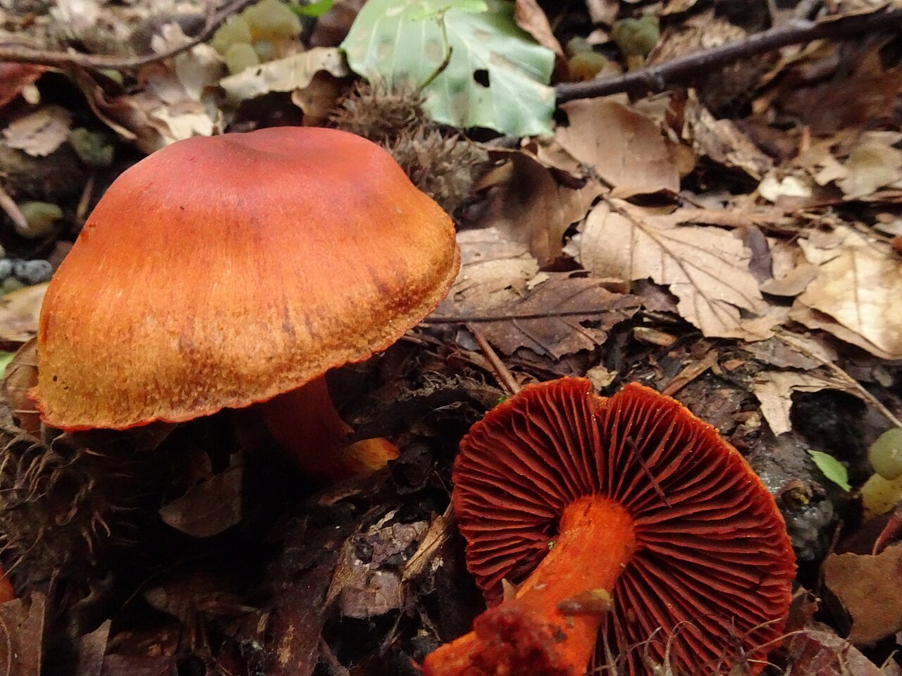 Krvava koprenka – Cortinarius sanguineus
