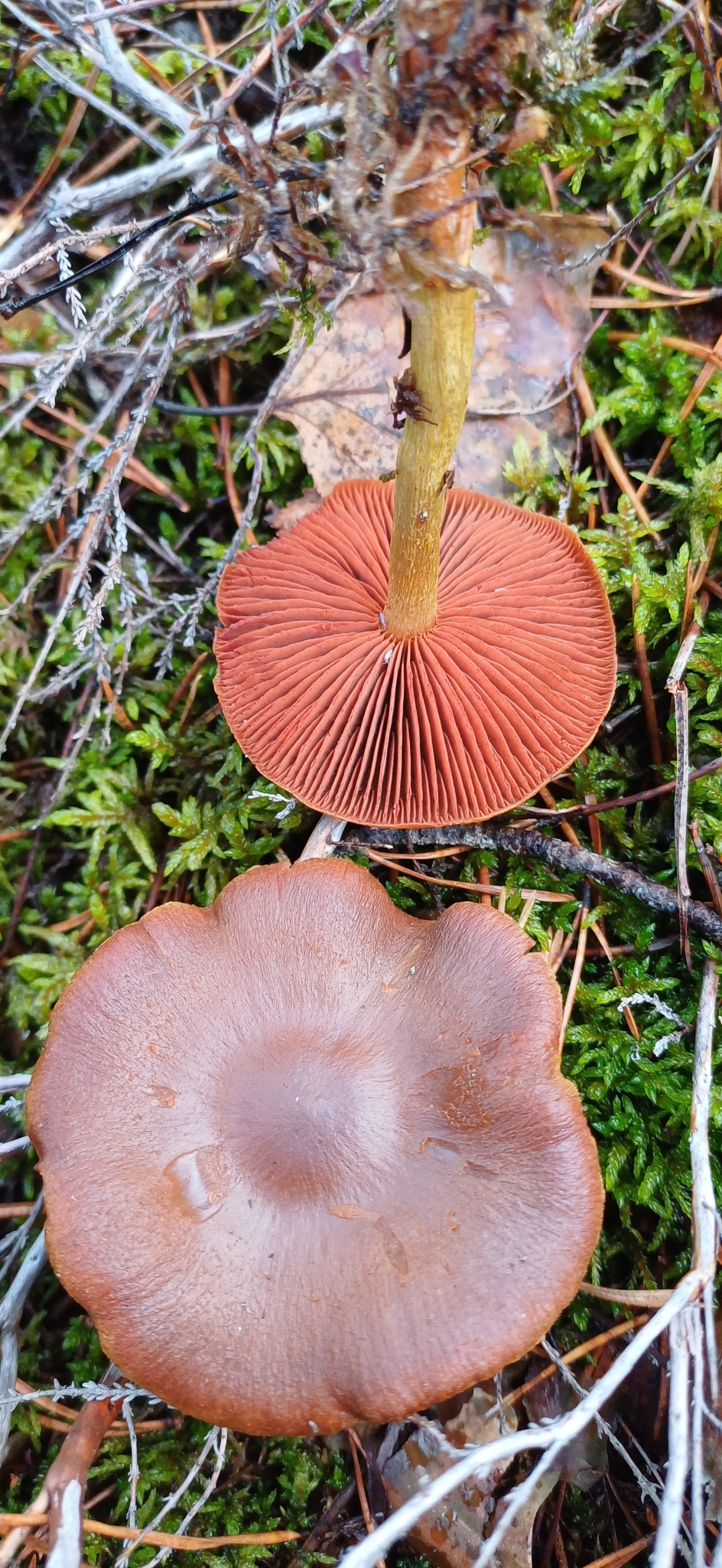 Surprise webcap – Cortinarius semisanguineus
