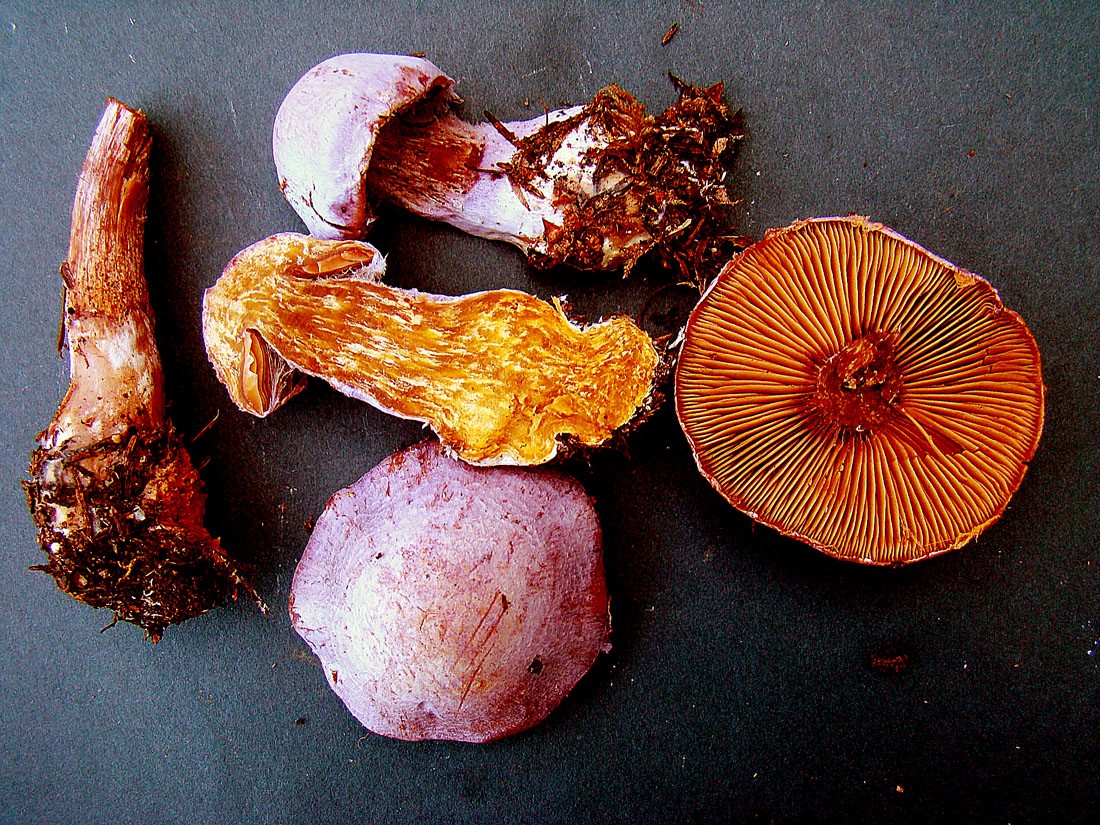 Lila Dickfuß – Cortinarius traganus