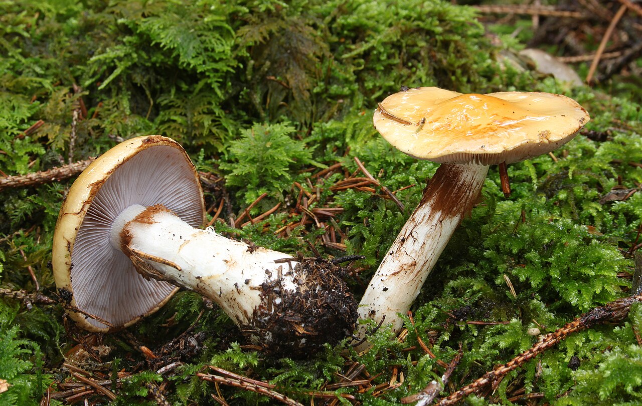 Contrary webcap – Cortinarius varius