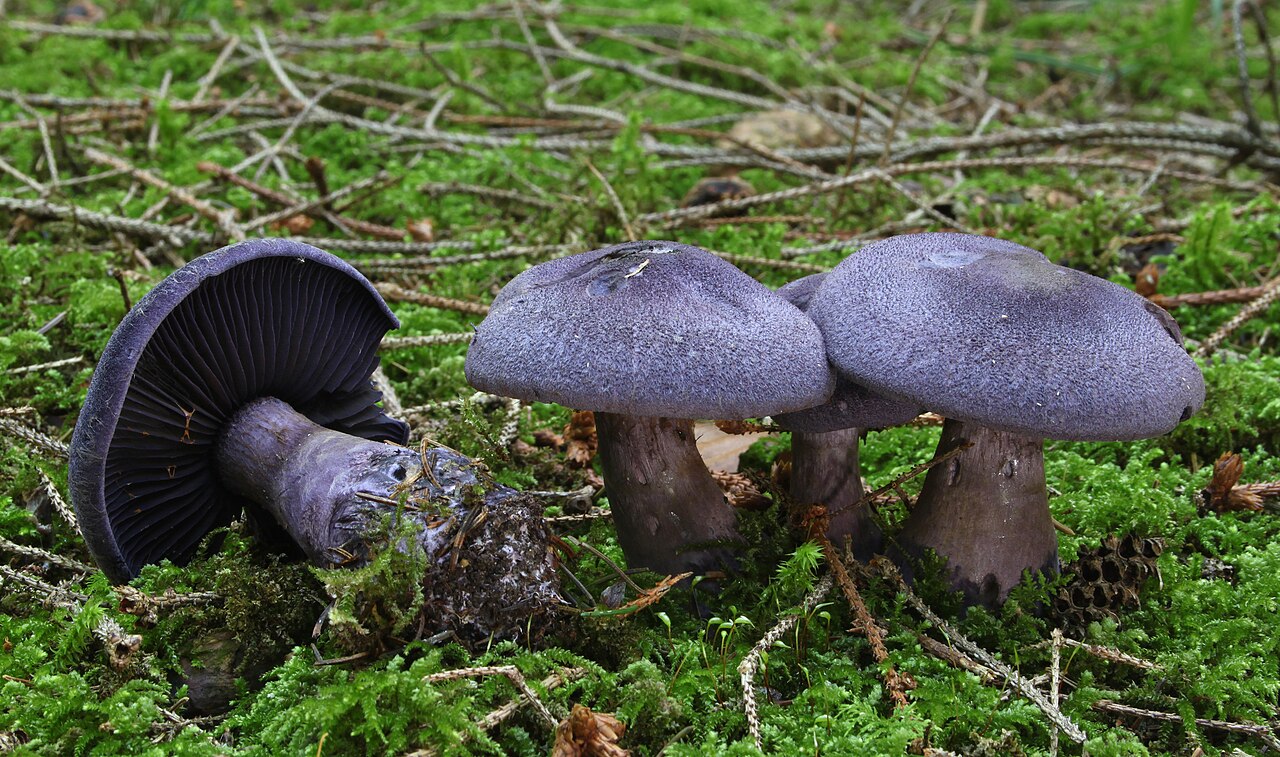 Violet webcap – Cortinarius violaceus