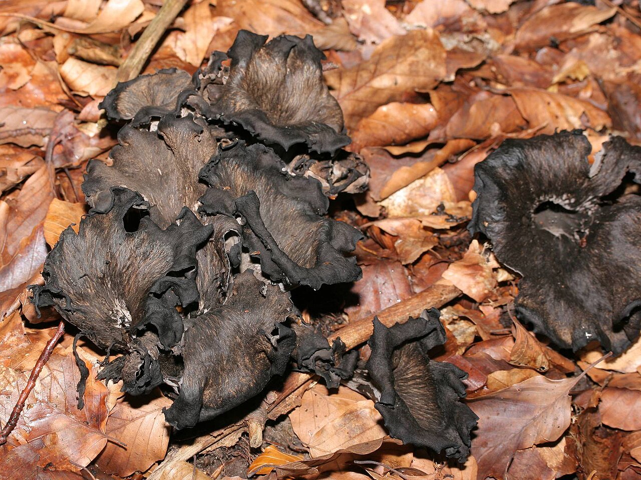 Totentrompete – Craterellus cornucopioides
