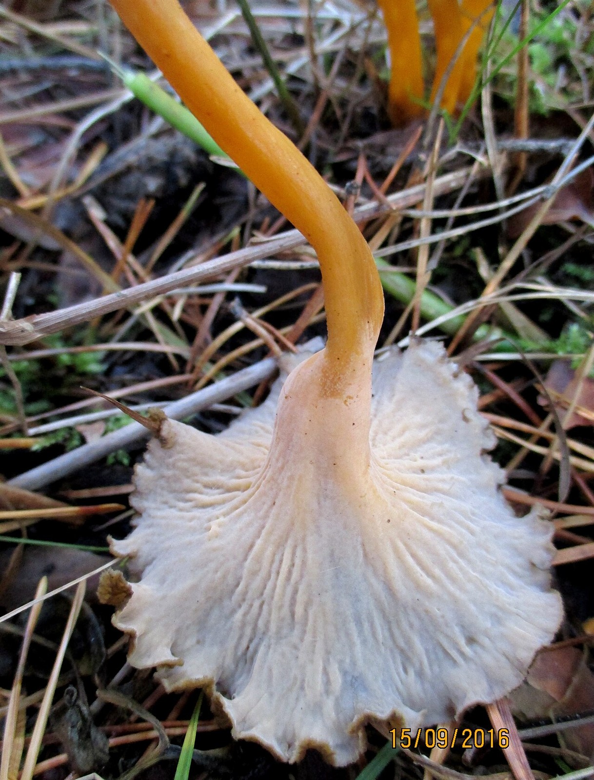 Žolta trobenta – Craterellus lutescens