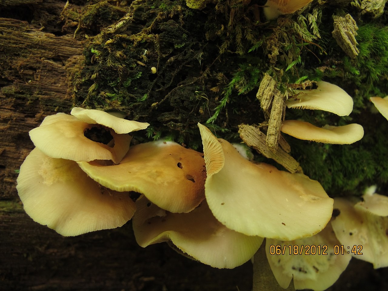 Sploščena postrančica – Crepidotus applanatus