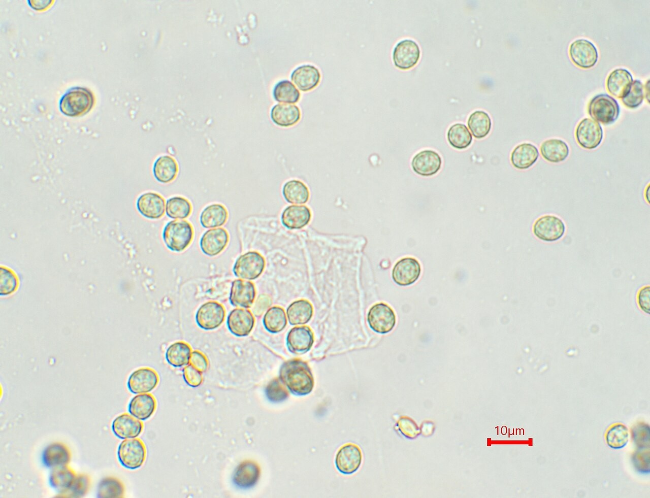 Cesatijeva postrančica – Crepidotus cesatii