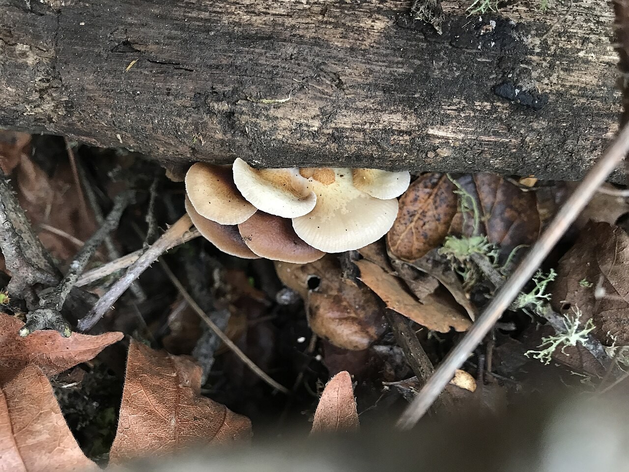 Gallertfleischiges Stummelfüßchen – Crepidotus mollis
