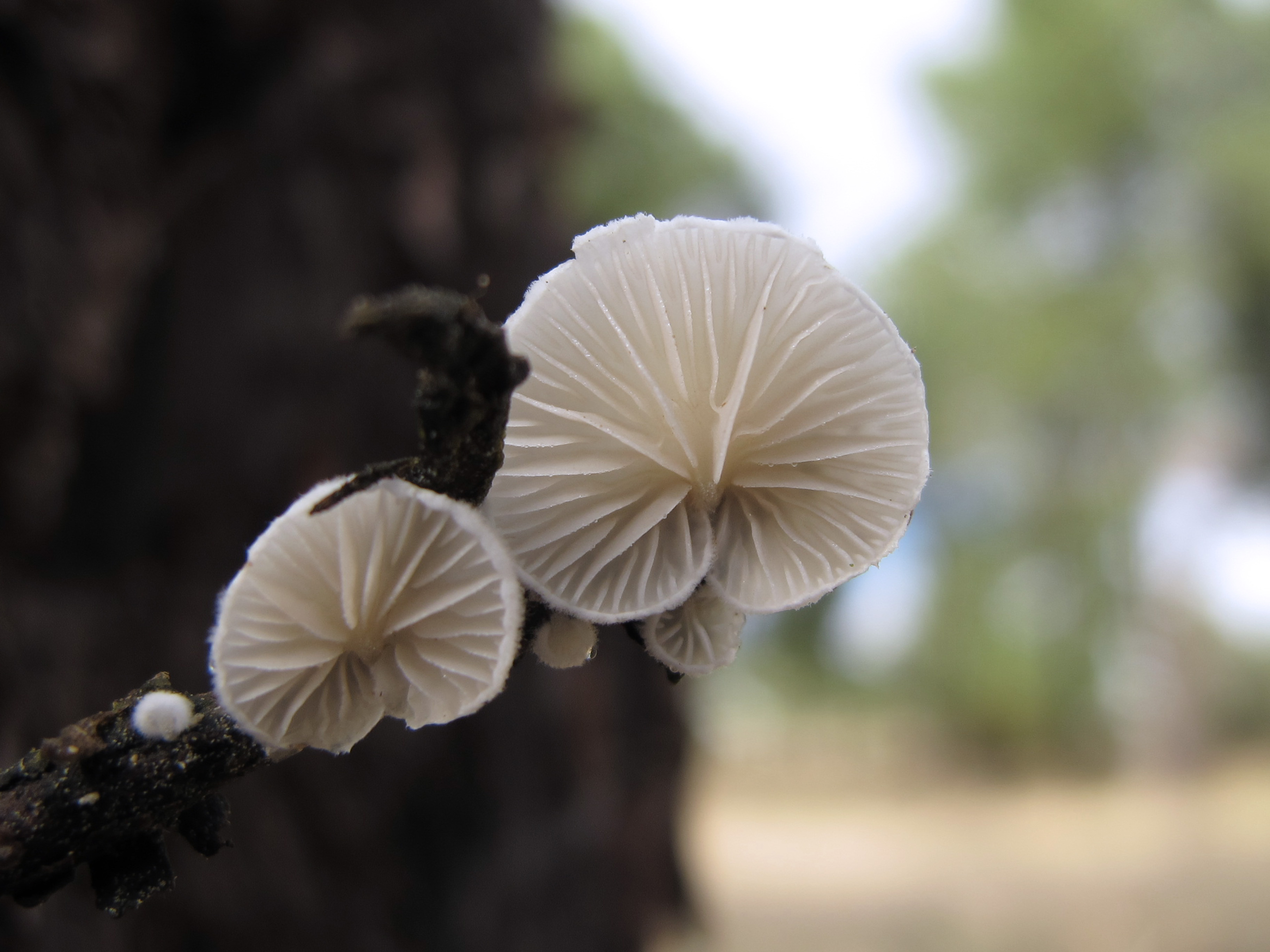 Variable oysterling – Crepidotus variabilis