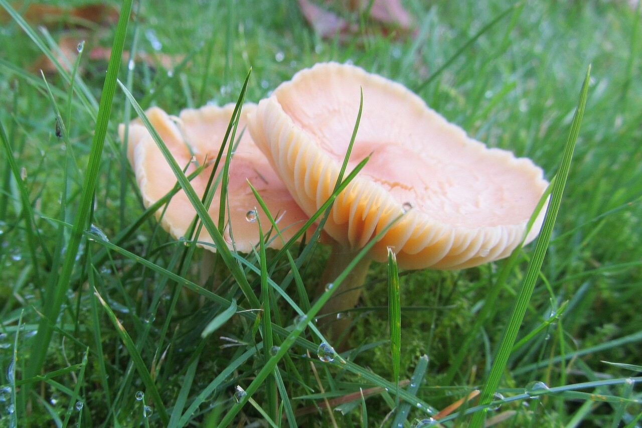 Meadow waxcap – Cuphophyllus pratensis