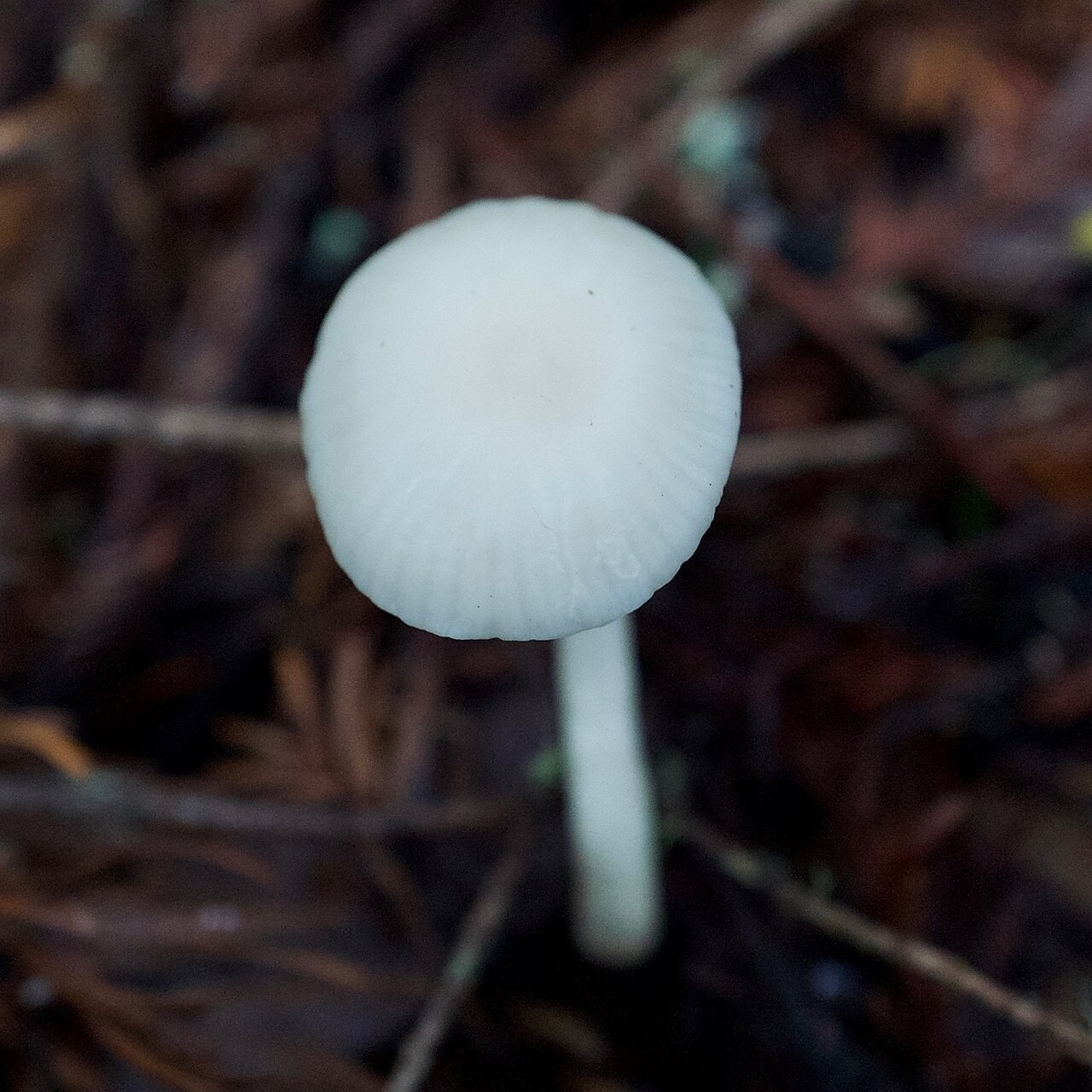Juchten-Ellerling – Cuphophyllus russocoriaceus