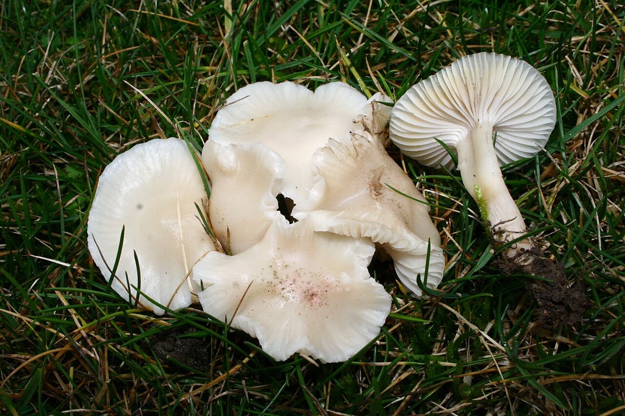 Deviška tratnica – Cuphophyllus virgineus