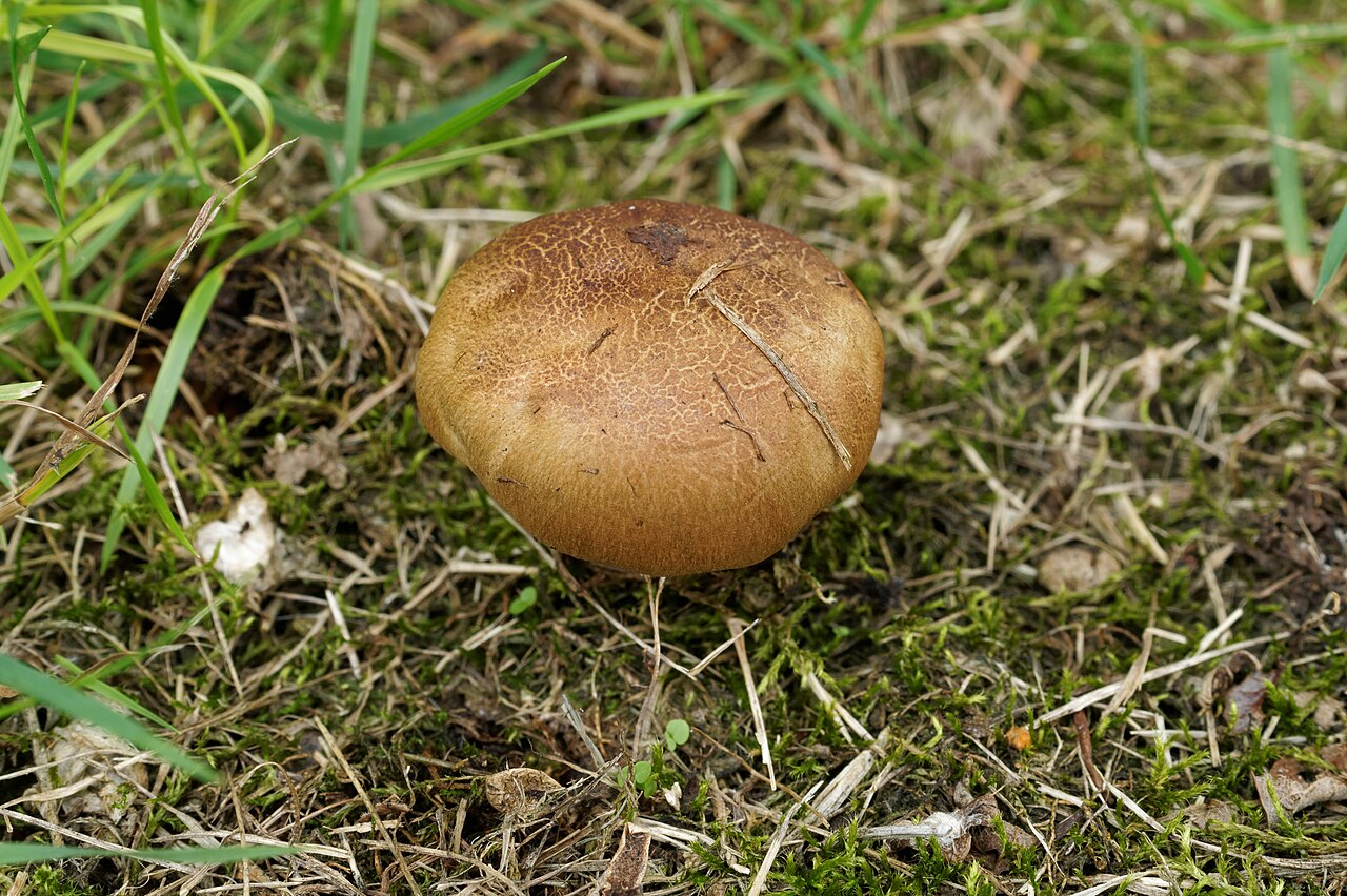 Schwarzblauender Röhrling – Cyanoboletus pulverulentus