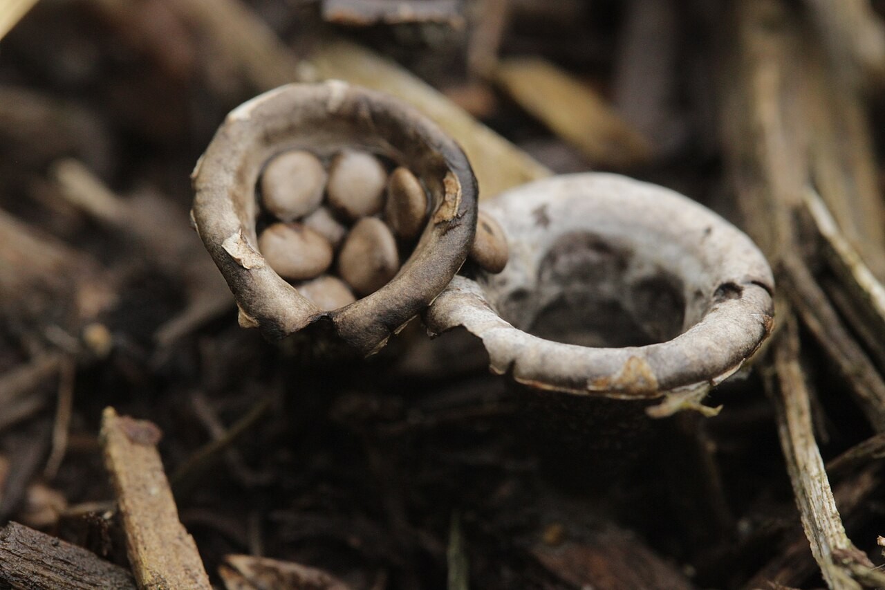 Gladki košek – Cyathus olla