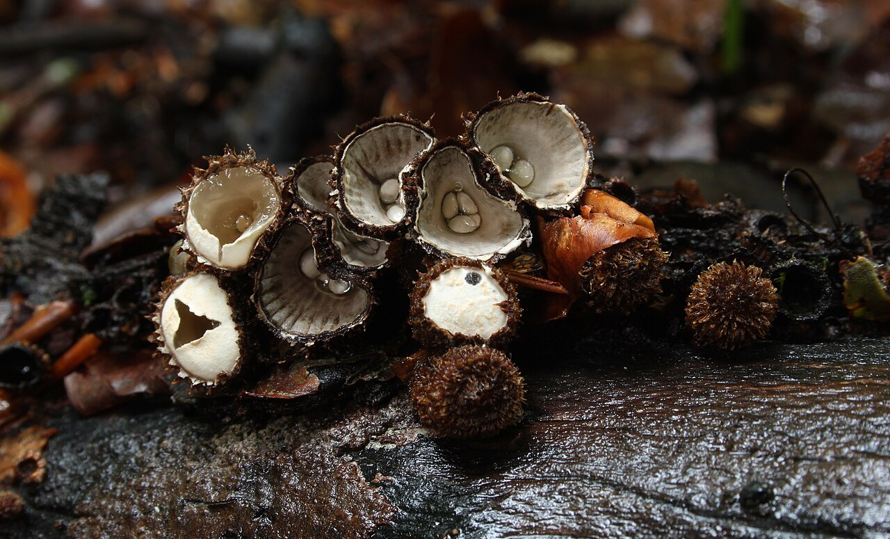 Gestreifter Teuerling – Cyathus striatus