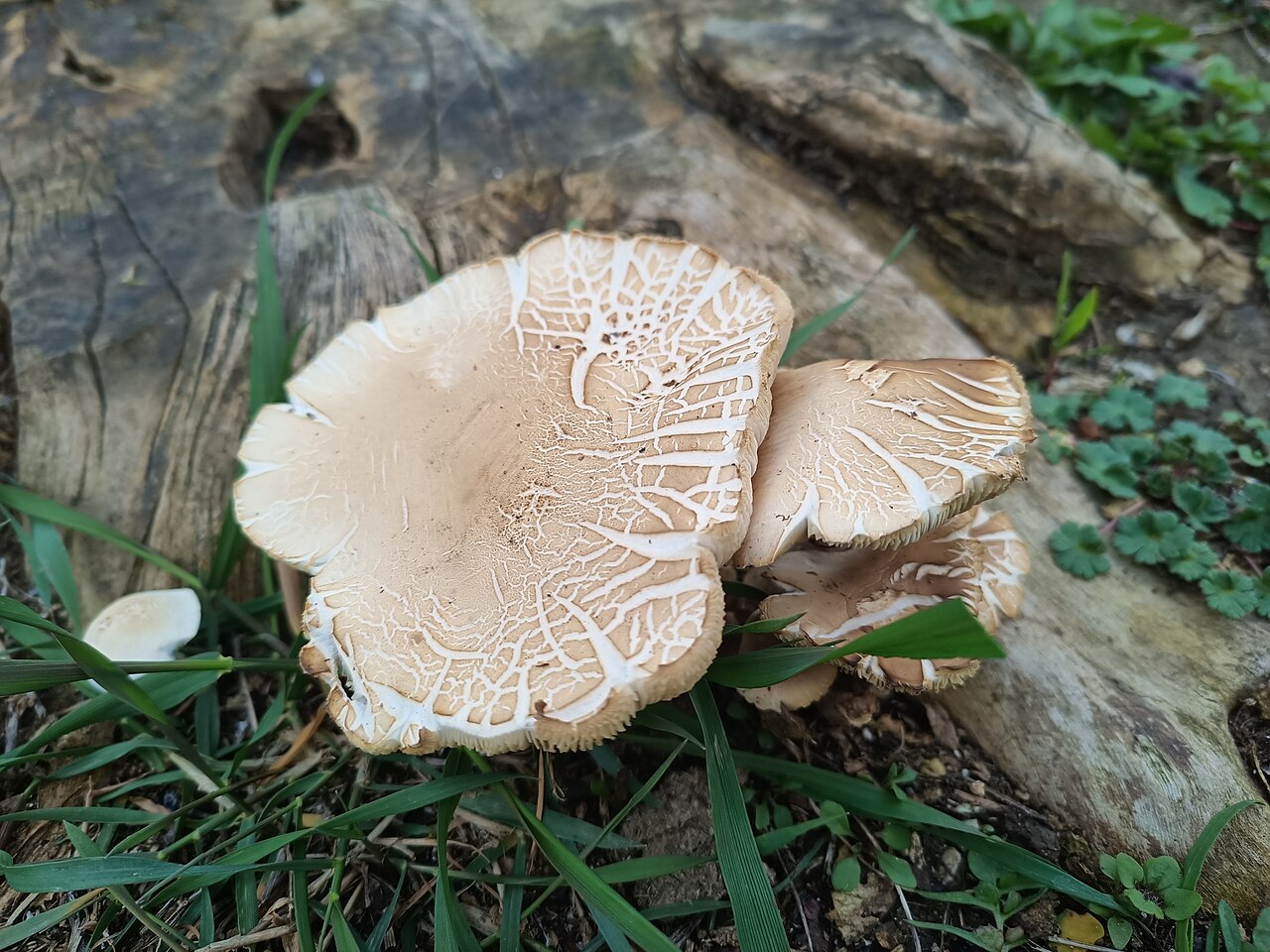 Südlicher Ackerling – Cyclocybe cylindracea