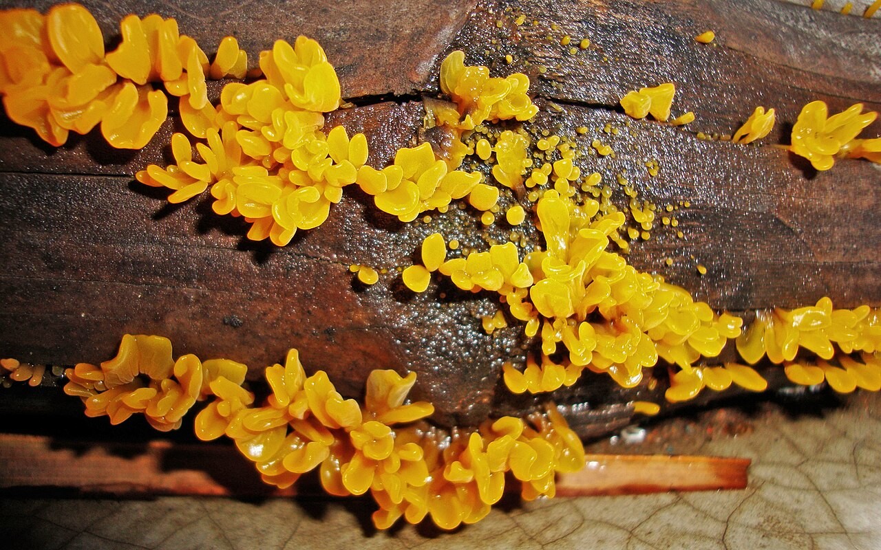 Riesen-Gallertträne – Dacrymyces chrysospermus