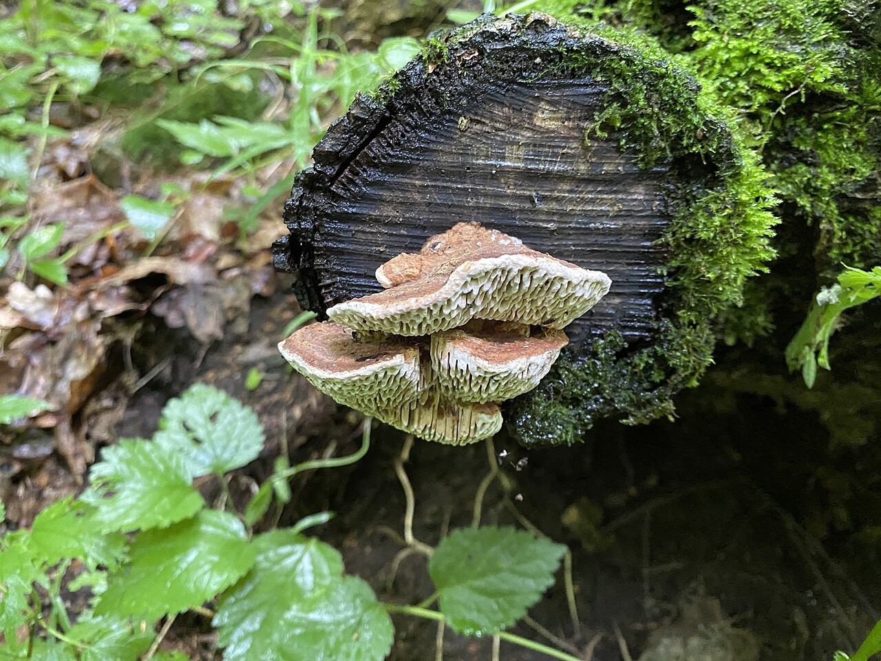 Eichenwirrling – Daedalea quercina