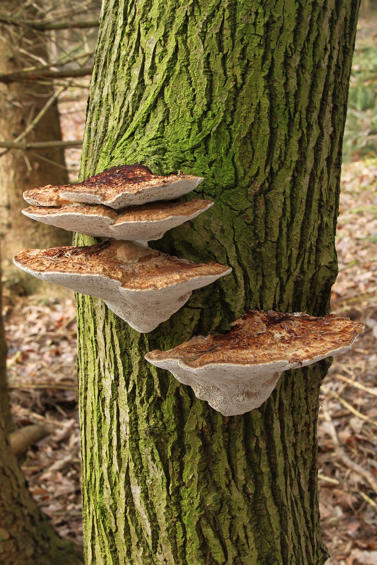 Blushing bracket – Daedaleopsis confragosa