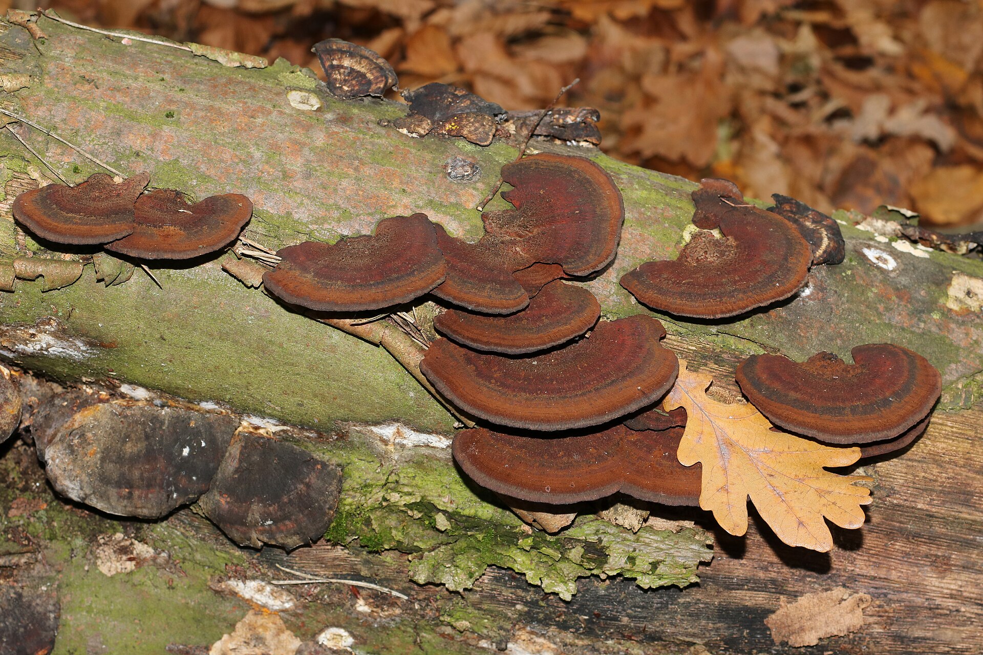 Dreifarbige Tramete – Daedaleopsis tricolor