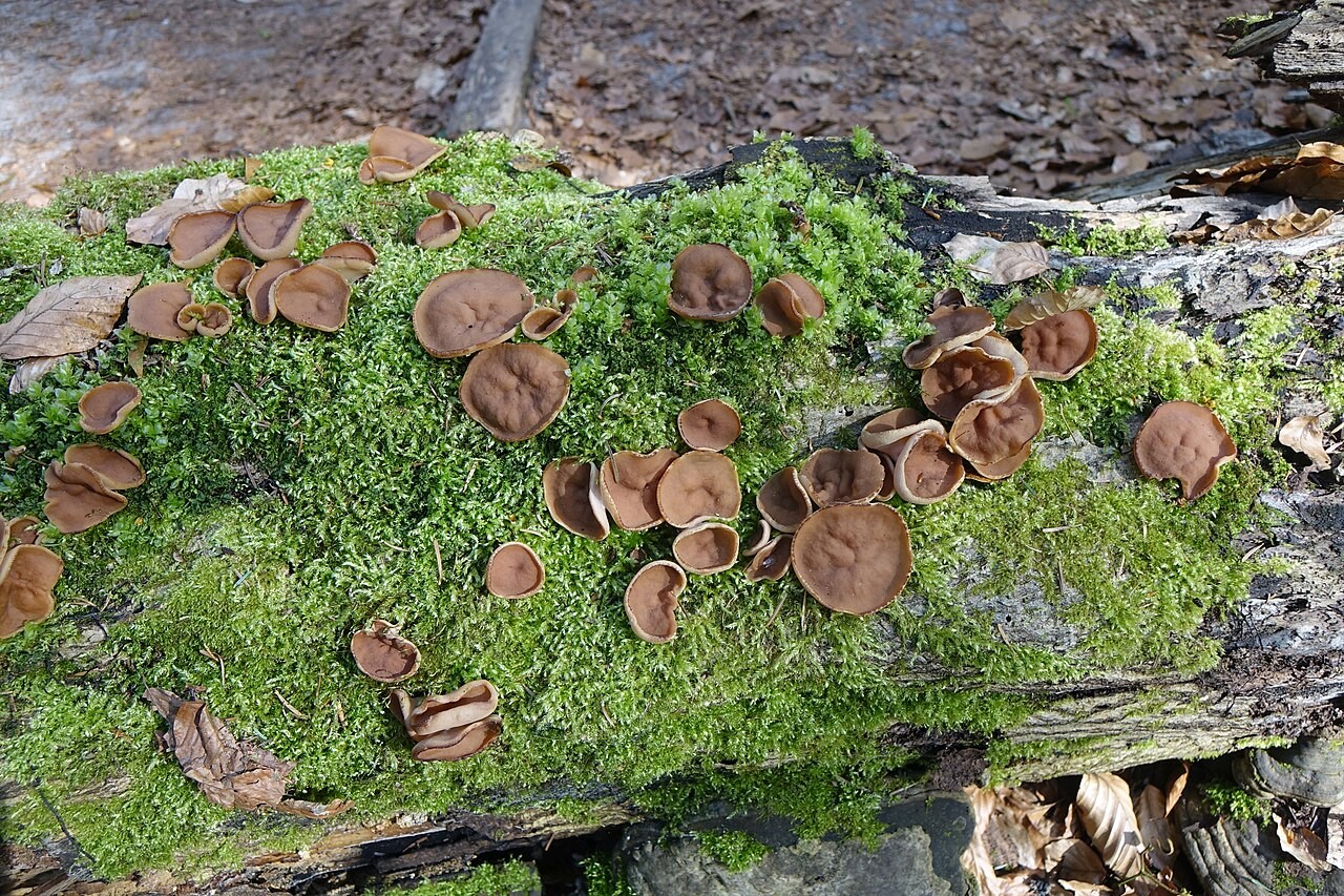 Scheiben-Lorchel – Discina ancilis