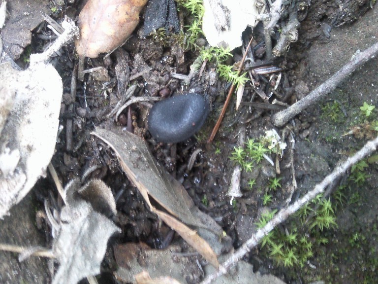 Stahlblauer Rötling – Entoloma chalybeum