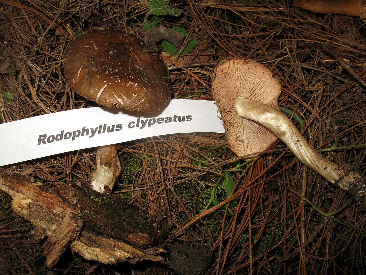 Schild-Rötling – Entoloma clypeatum