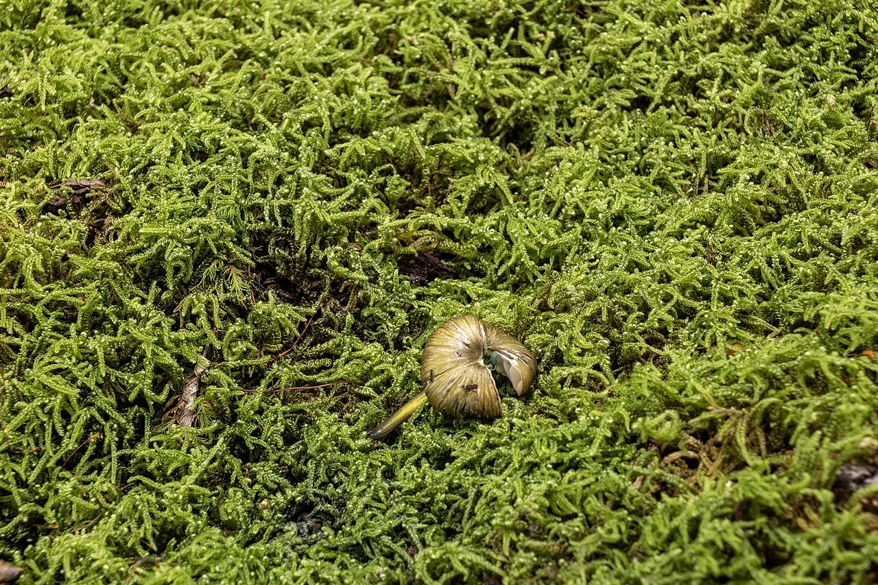 Braungrüner Zärtling – Entoloma incanum