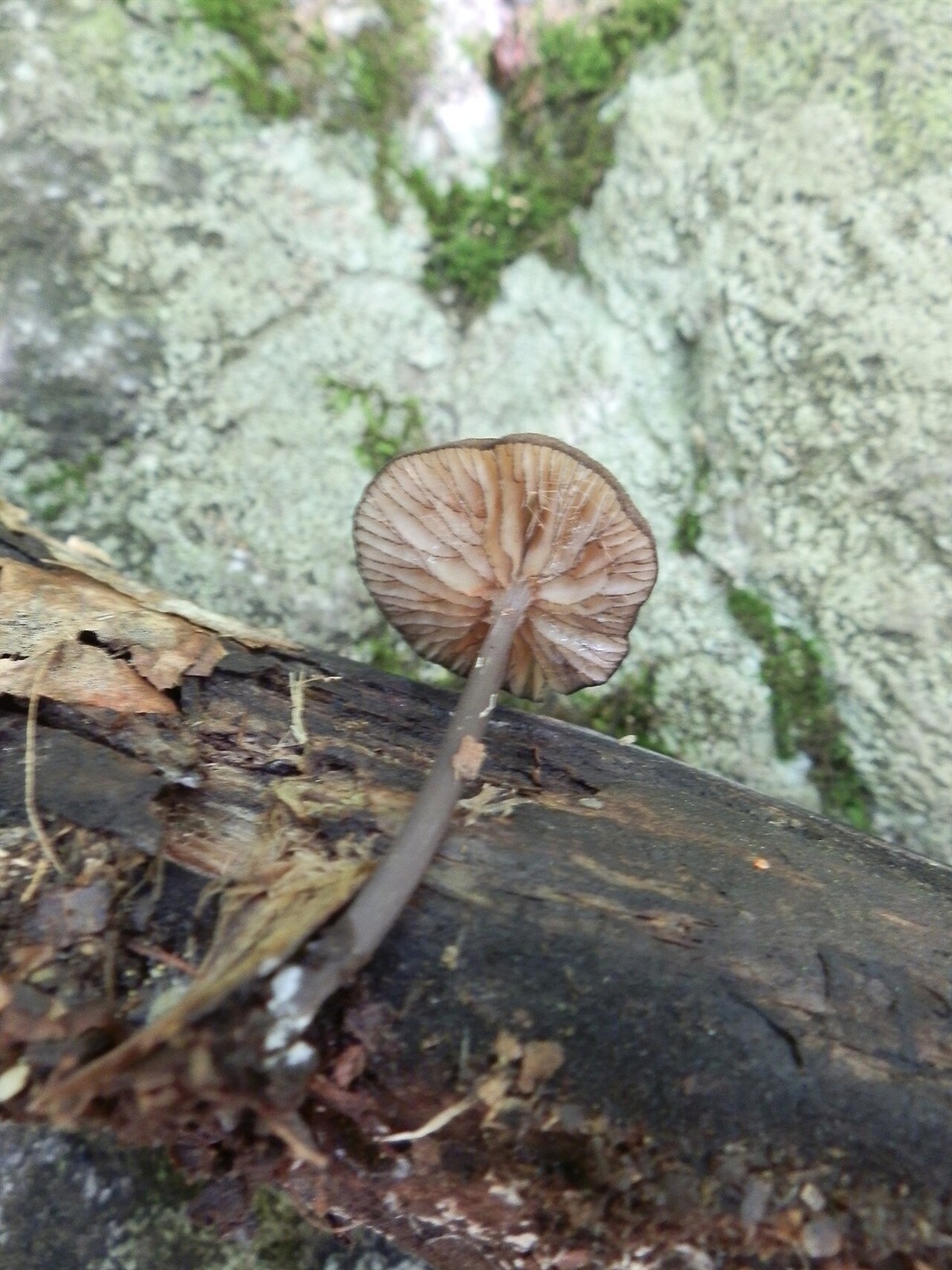 Črnomodra rdečelistka – Entoloma serrulatum