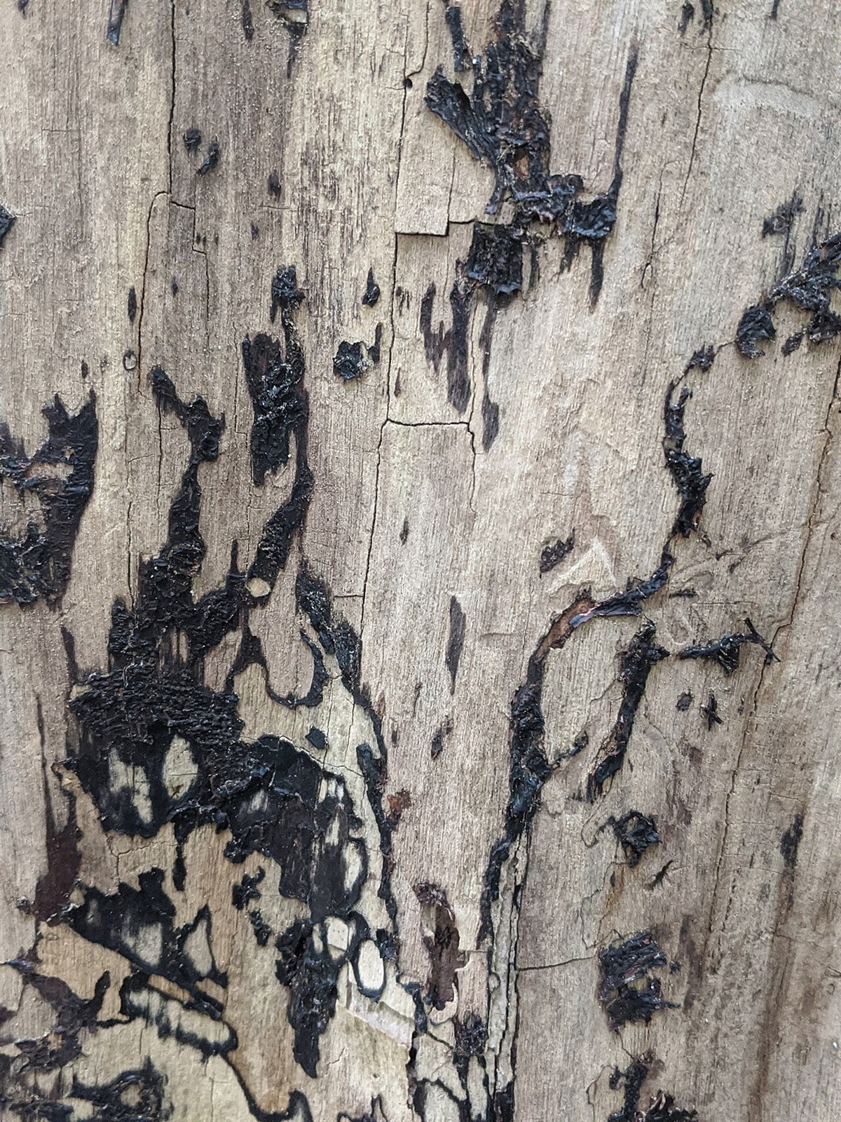 Stoppeliger Drüsling – Exidia glandulosa
