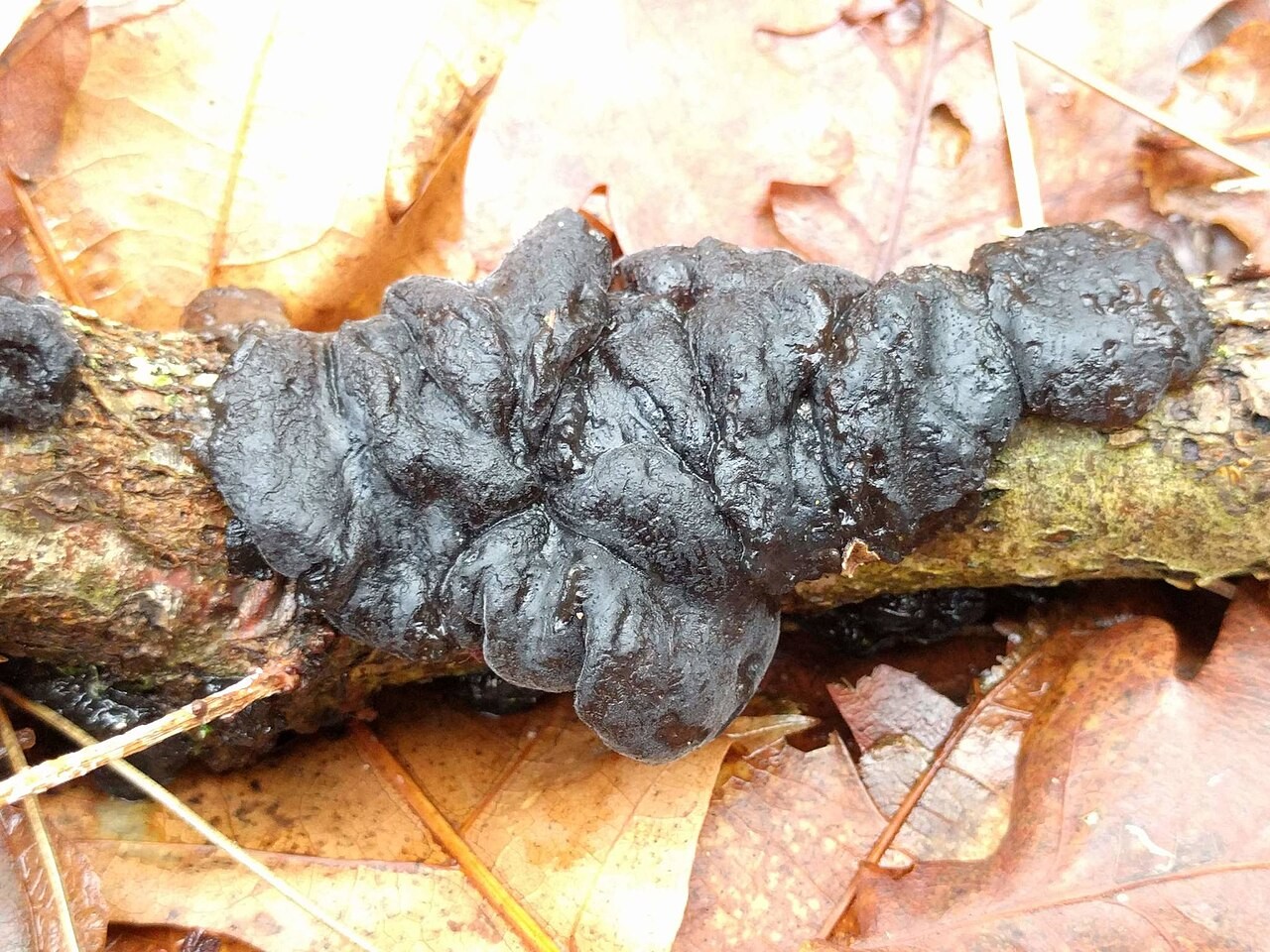 Warziger Drüsling – Exidia nigricans