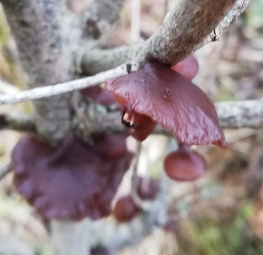 Kreisel-Drüsling – Exidia recisa