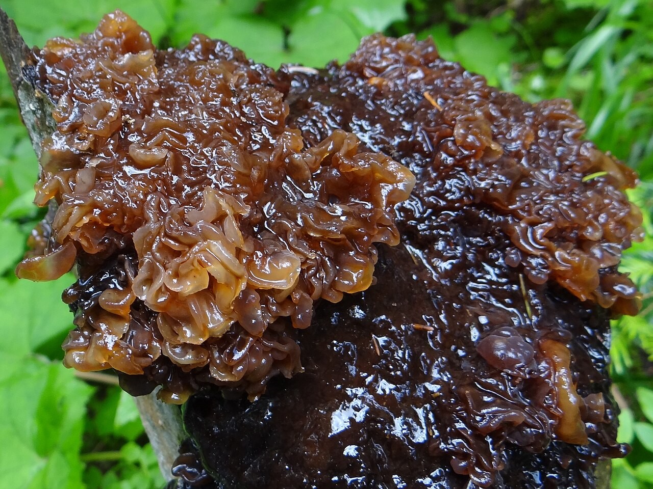 Brown pine jelly – Exidia saccharina
