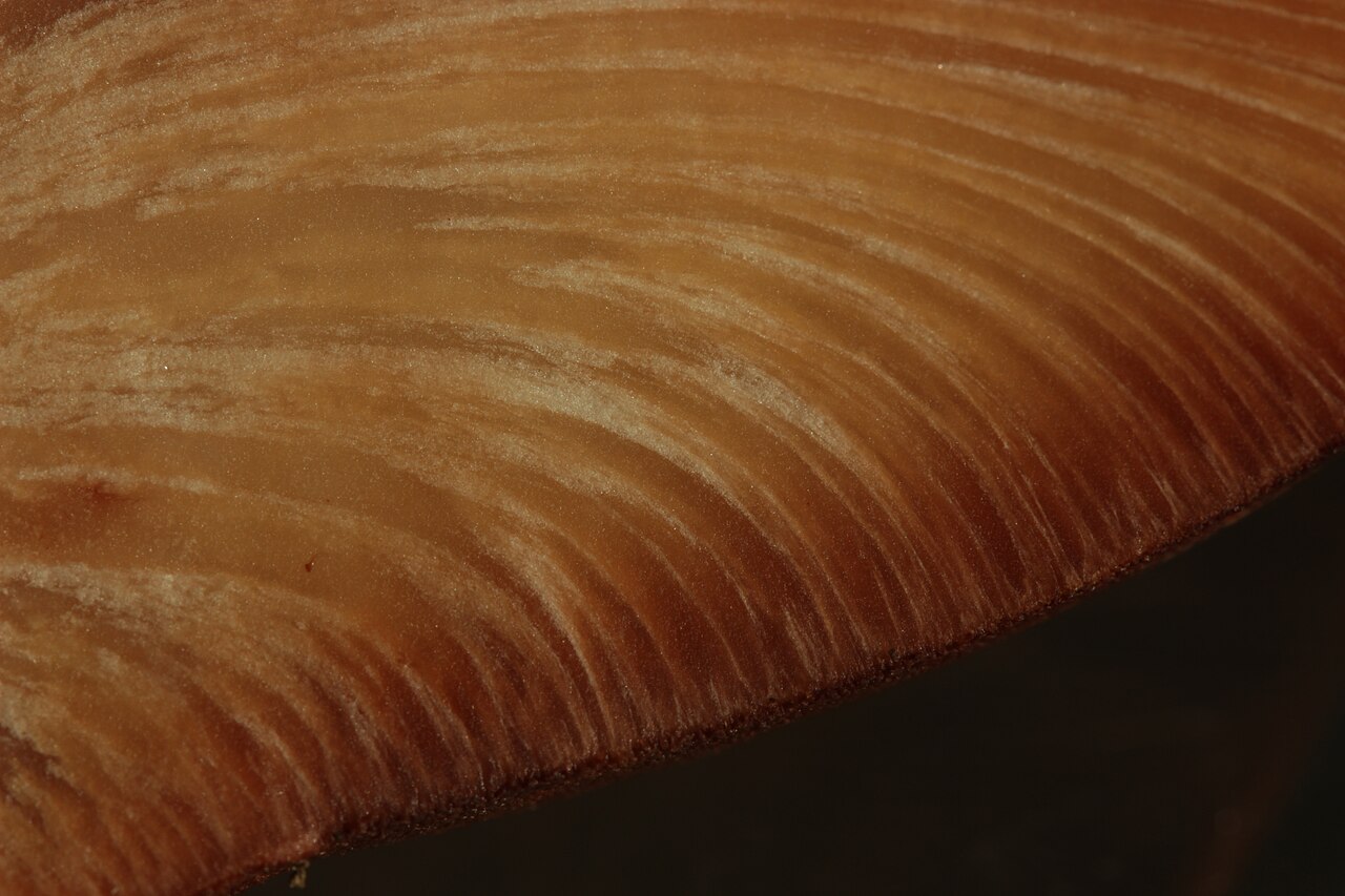 Jetrenka – Fistulina hepatica
