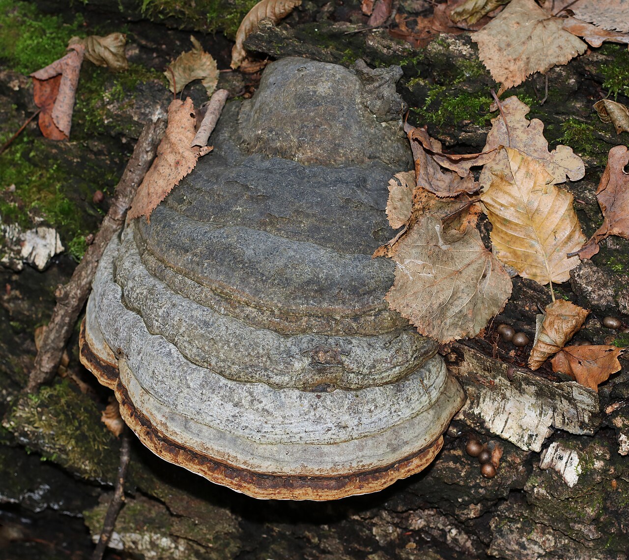 Zunderschwamm – Fomes fomentarius
