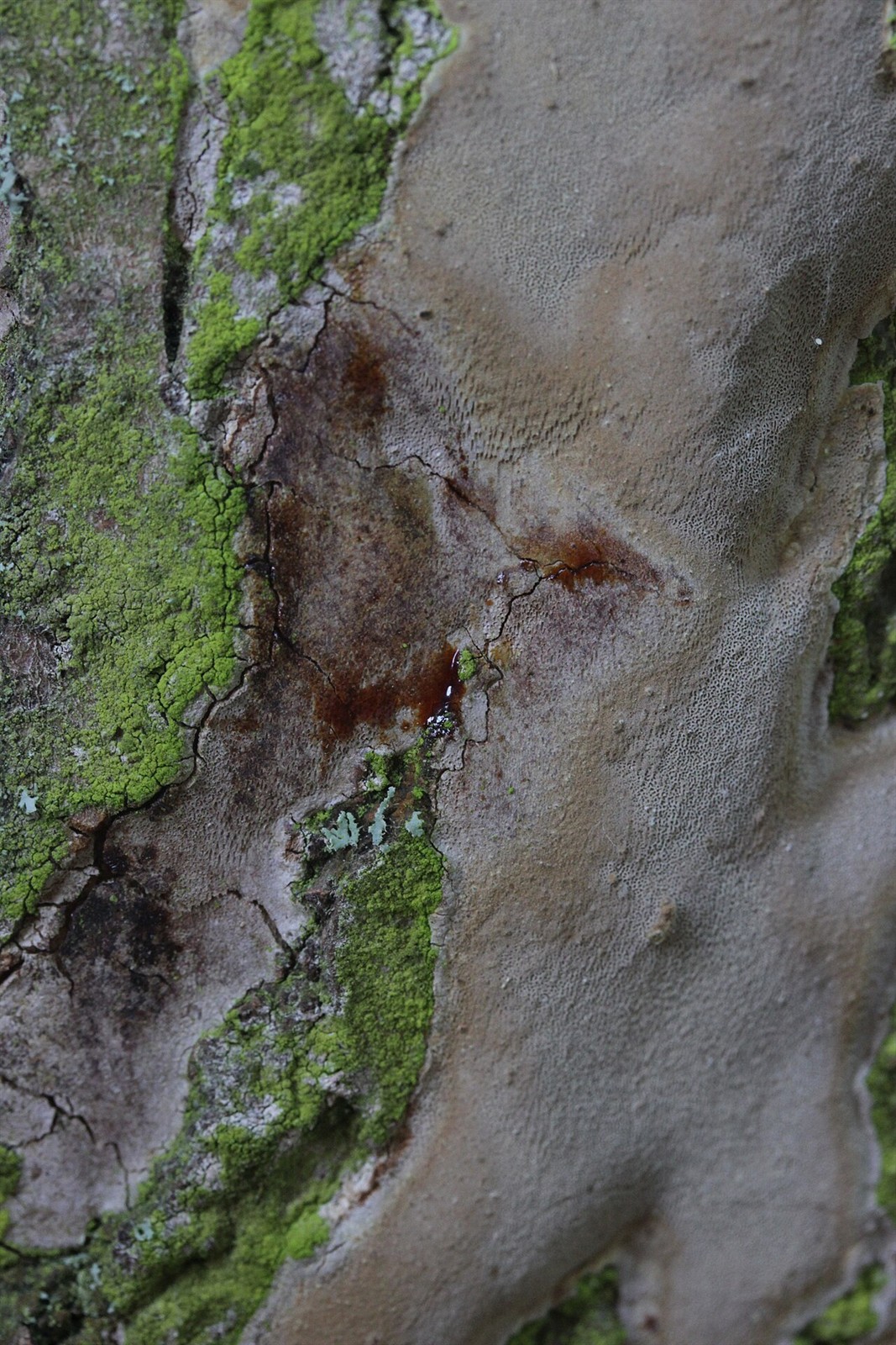 Flacher Feuerschwamm – Fomitiporia punctata