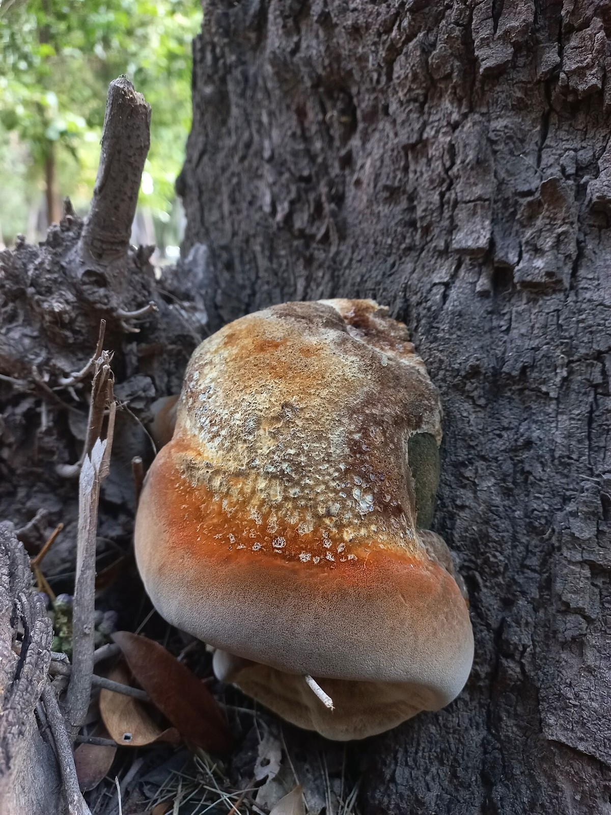 Robust bracket – Fomitiporia robusta