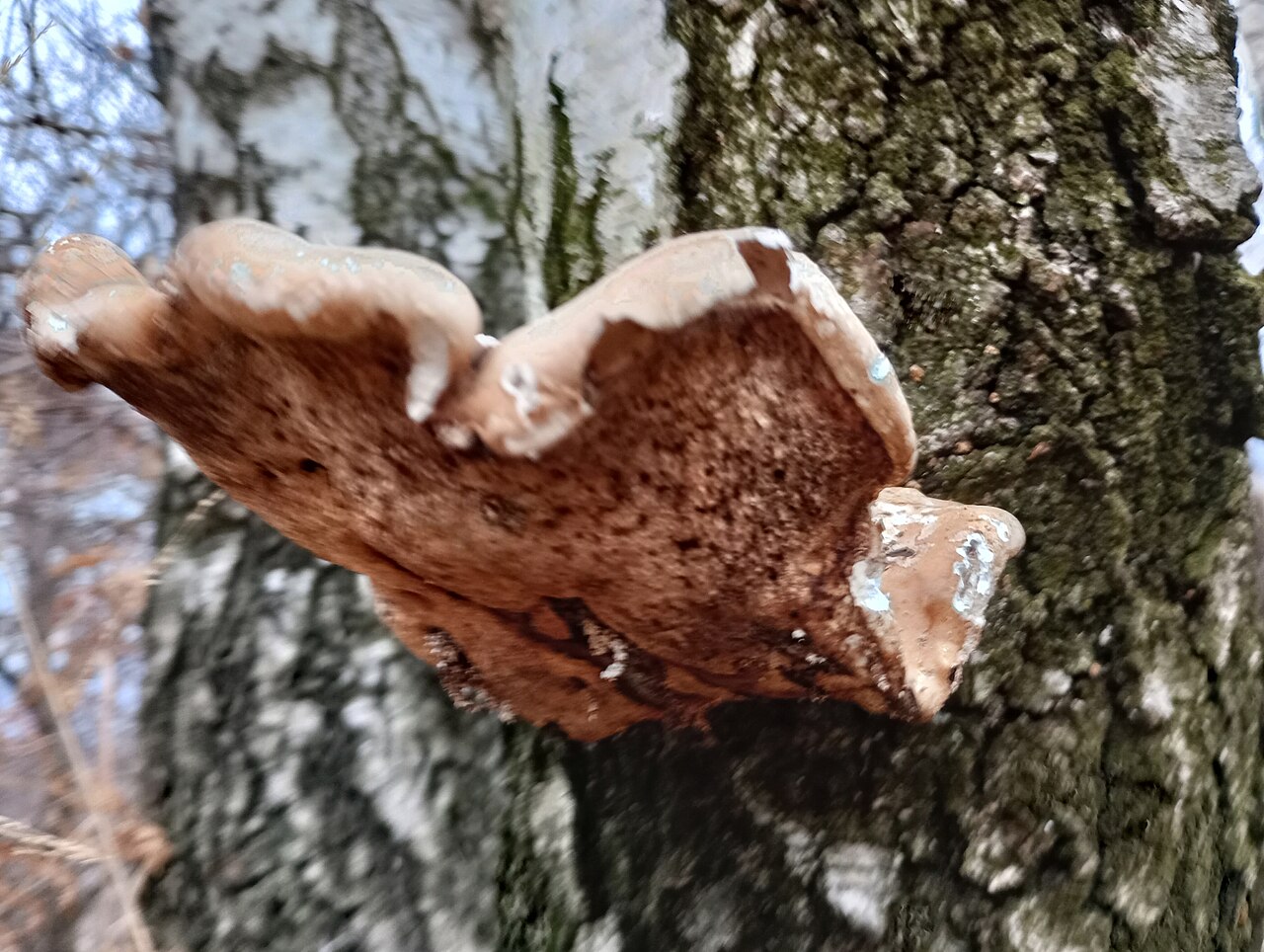 Birch polypore – Fomitopsis betulina