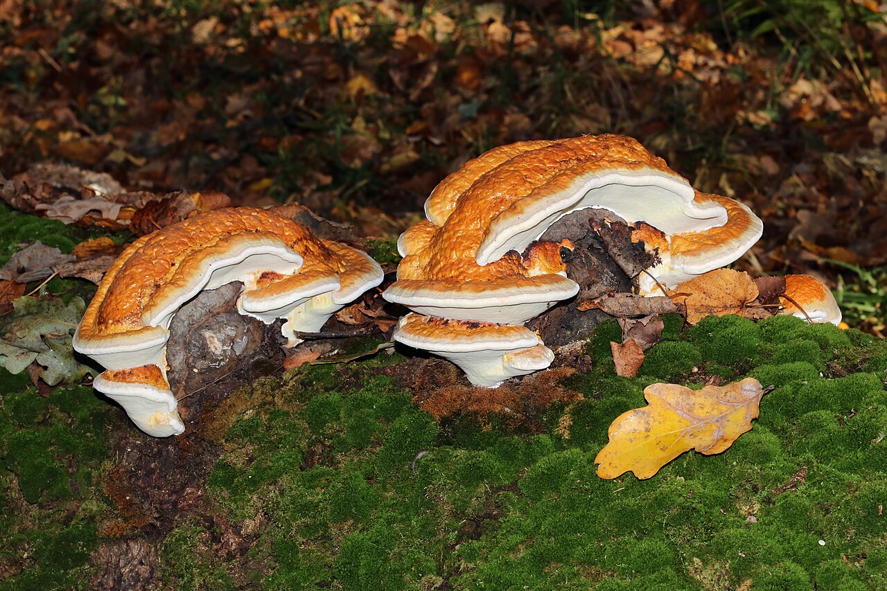 Crvenoruba guba – Fomitopsis pinicola