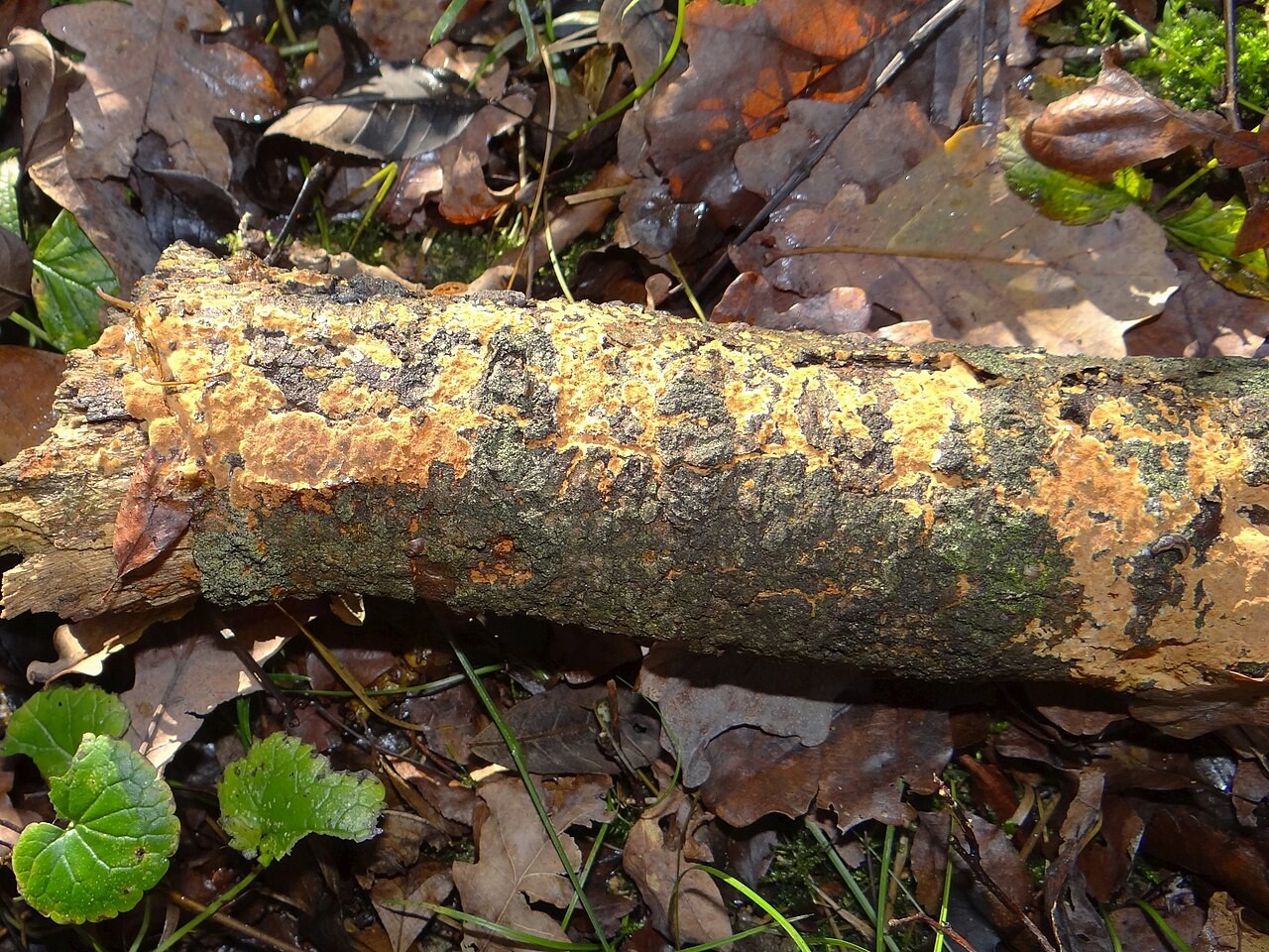 Hrđavi plutač – Fuscoporia ferruginosa