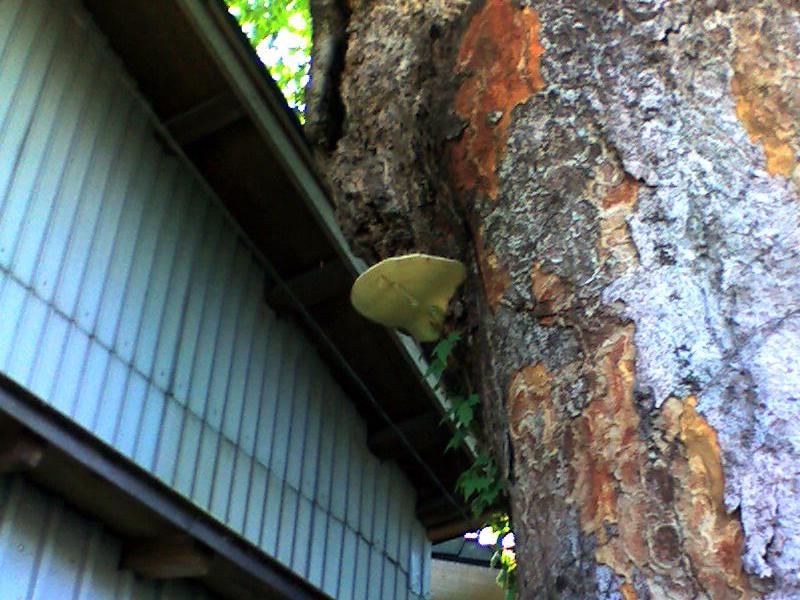 Sploščena pološčenka – Ganoderma applanatum