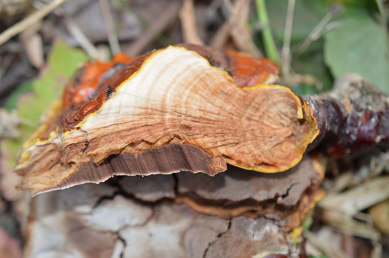 Lacquered bracket – Ganoderma lucidum
