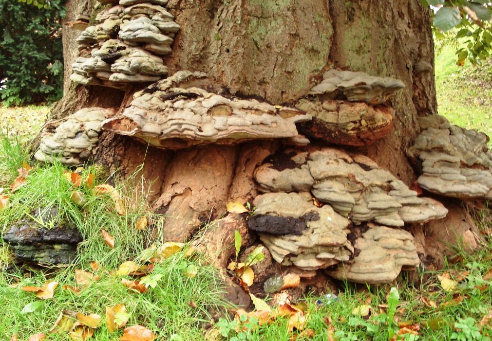 Beeswax bracket – Ganoderma pfeifferi