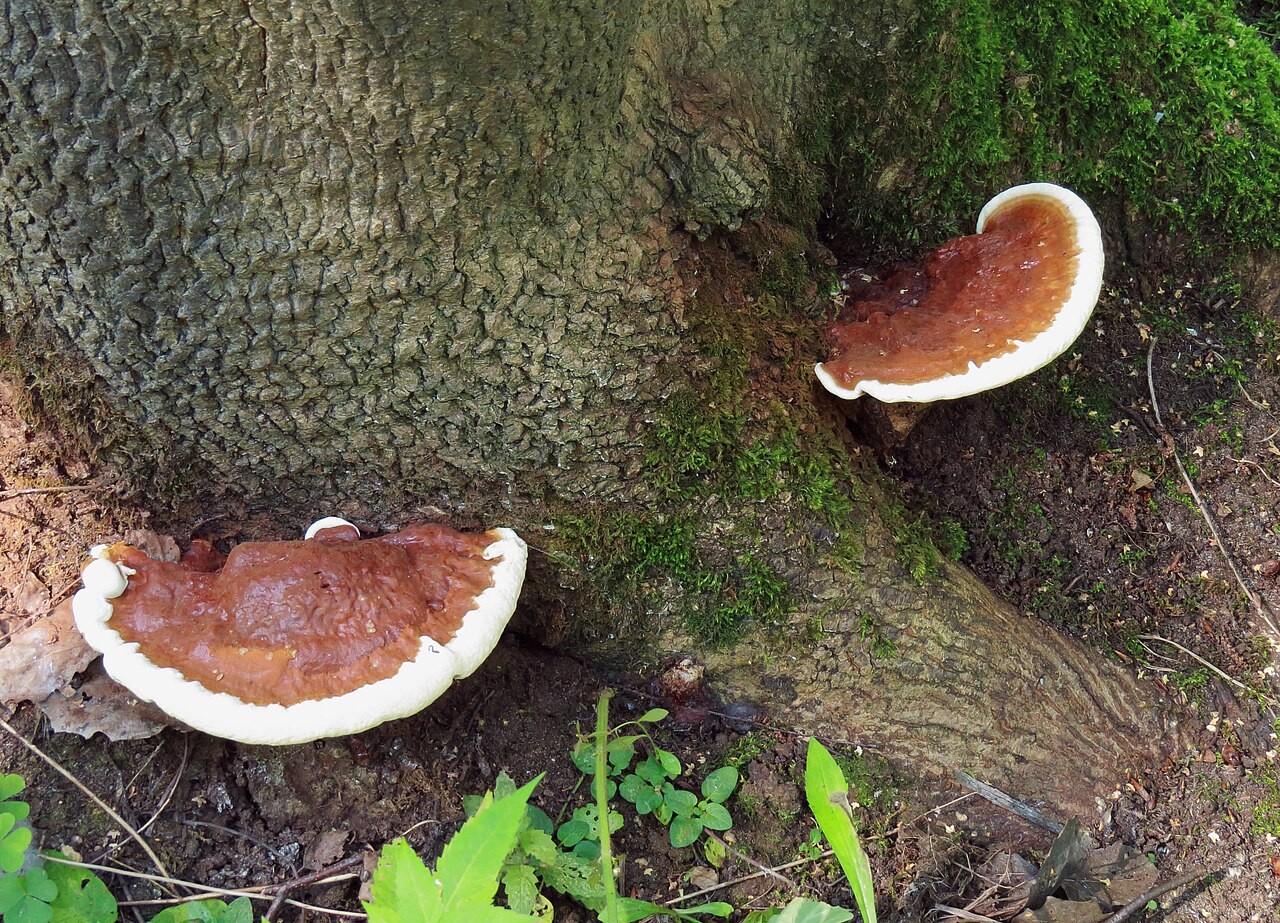 Resinous polypore – Ganoderma resinaceum