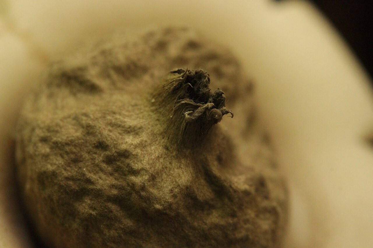 Gewimperter Erdstern – Geastrum fimbriatum