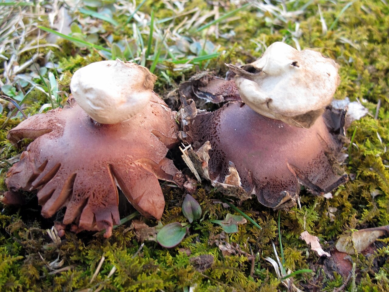 Rötender Erdstern – Geastrum rufescens