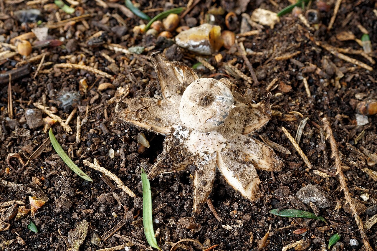 Kragen-Erdstern – Geastrum striatum