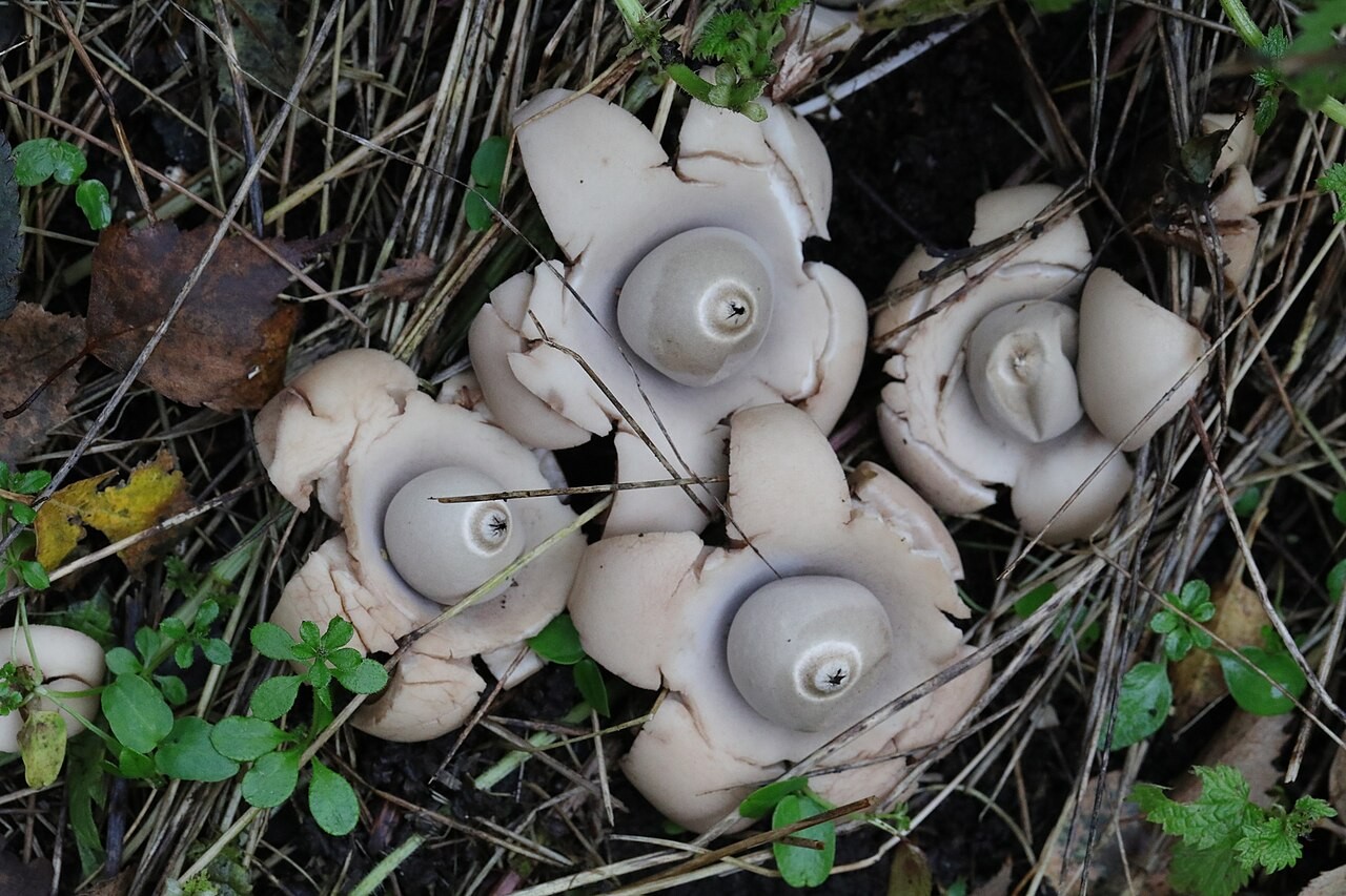 Collared earthstar – Geastrum triplex