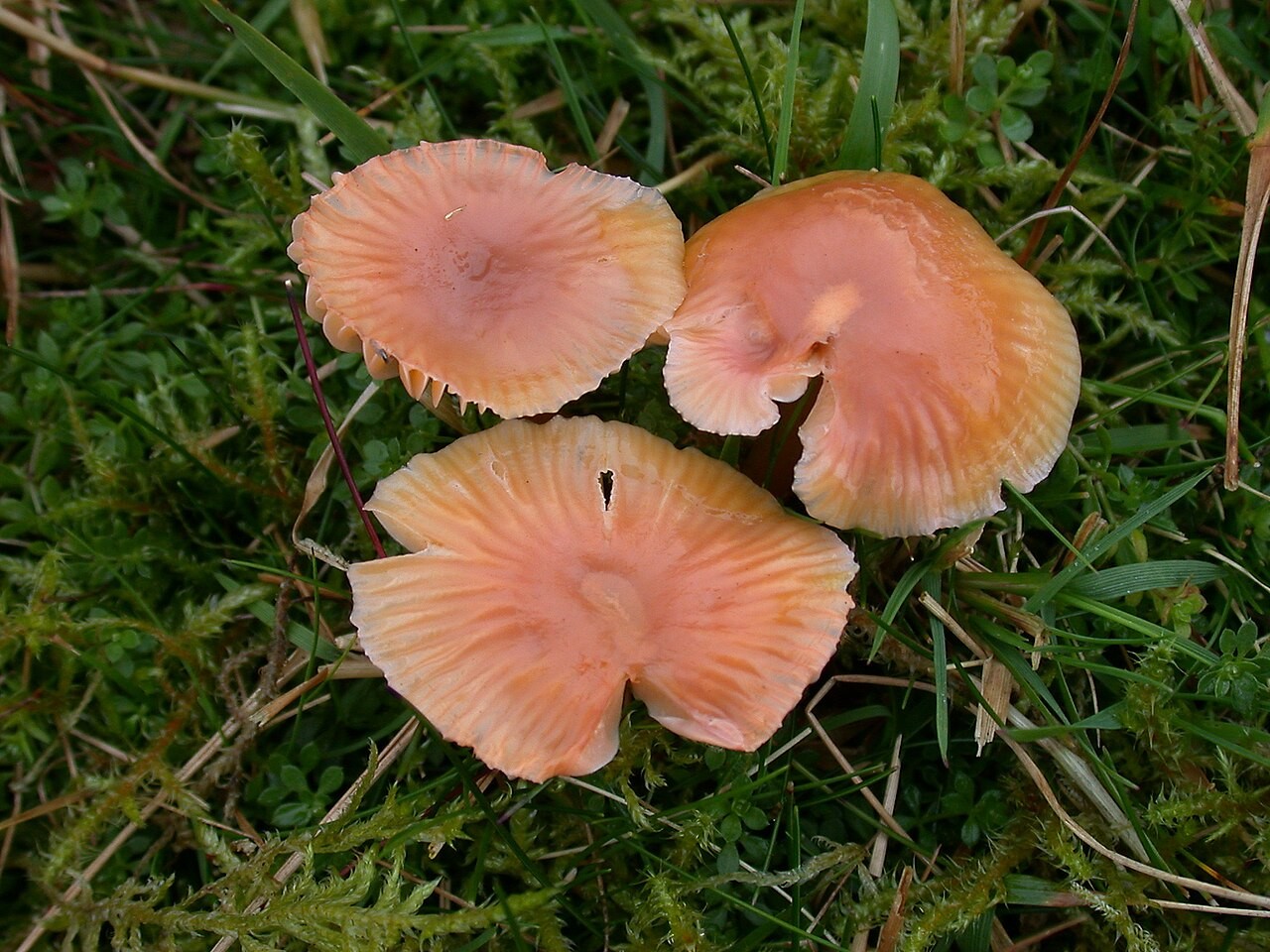 Zäher Saftling – Gliophorus laetus