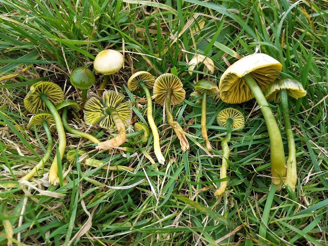 Papageien-Saftling – Gliophorus psittacinus